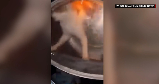 Roztočili kočku v sušičce a pak ji předhodili psovi. Policie mladíky obvinila