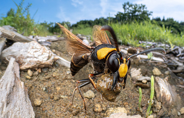 Samci kudlanky či vose stavitelce tváří v tvář. Na to se někdy čeká i roky