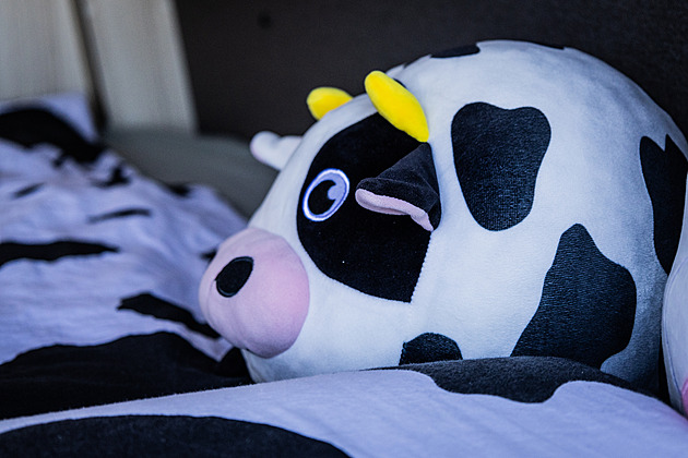 Expediční speciál má ve znaku krávu a na zádi krabici na smradlavé boty