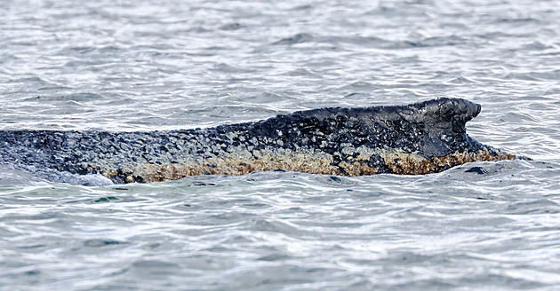 Velryba, která uvázla v Německu, pluje volně mořem. Spatřila ji hlídka