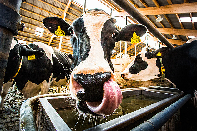 Stát si rezervuje tuny masa. Do hmotných rezerv nakoupí stádo živých býků a krav