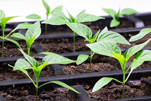 Jak správně přepíchat sazeničky. Jak je neutopit, a co jim udělat s kořínky