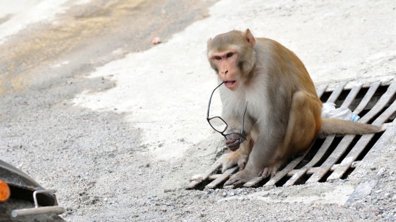 Opice se vloupala do obchodu v Indii. Opila se a usnula přímo mezi regály, ukazuje video